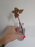 Coleus Henna unrooted clipping in propagation pot