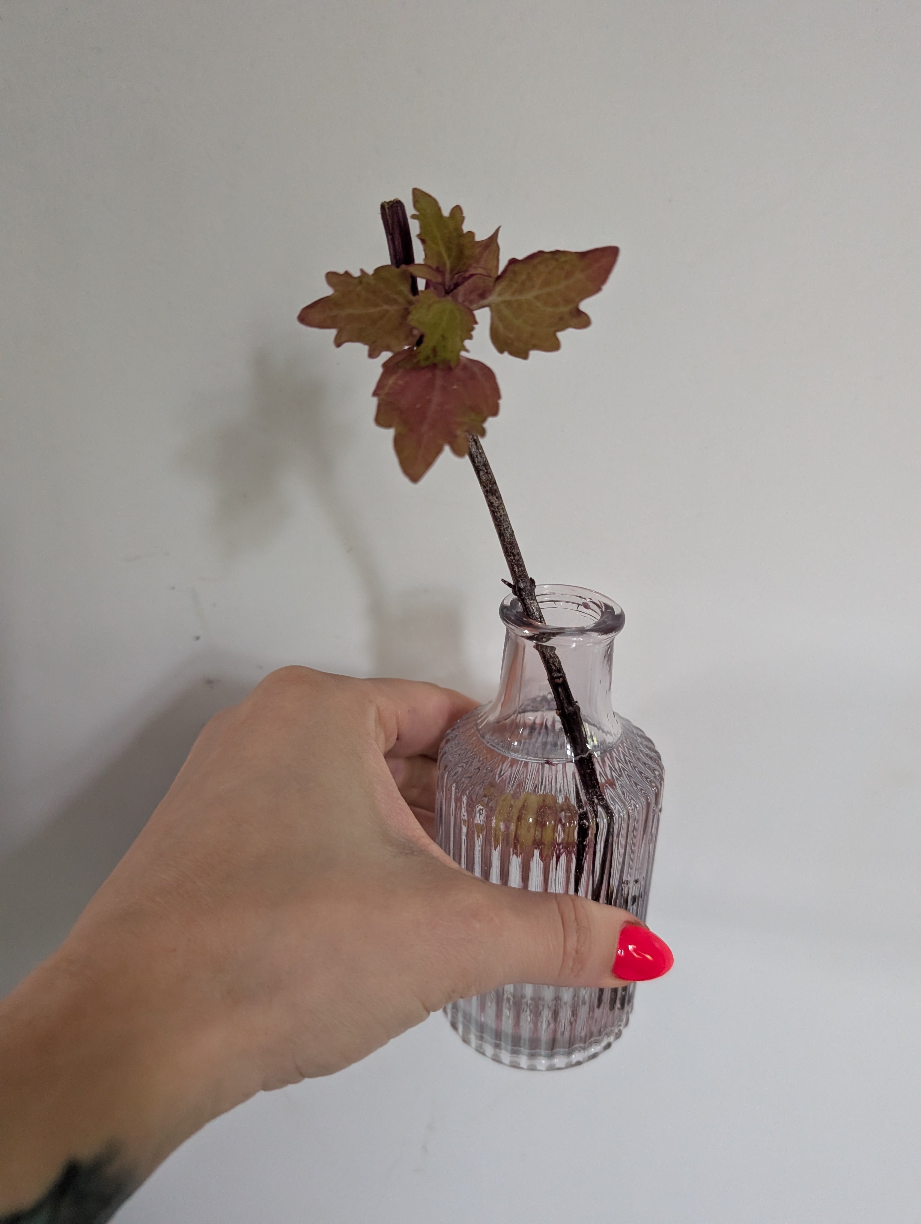 Coleus Henna unrooted clipping in propagation pot