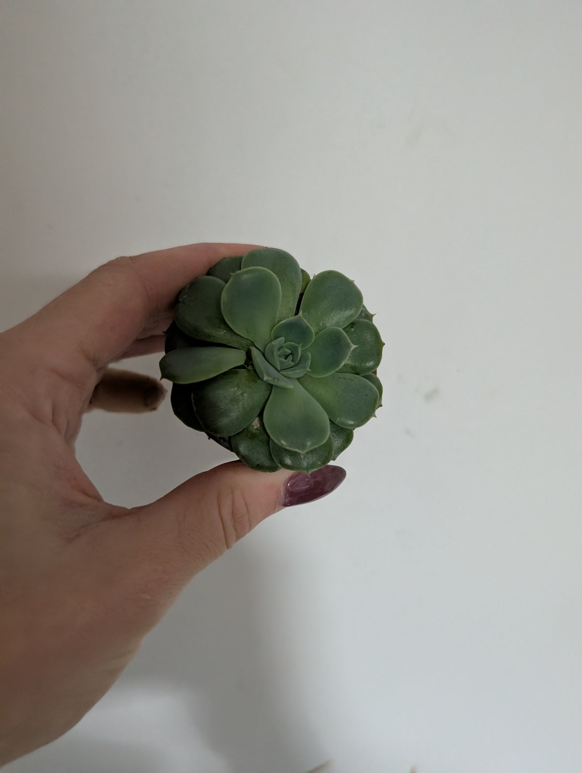Echeveria