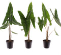 Pre-order alocasia Zebrina 7cm