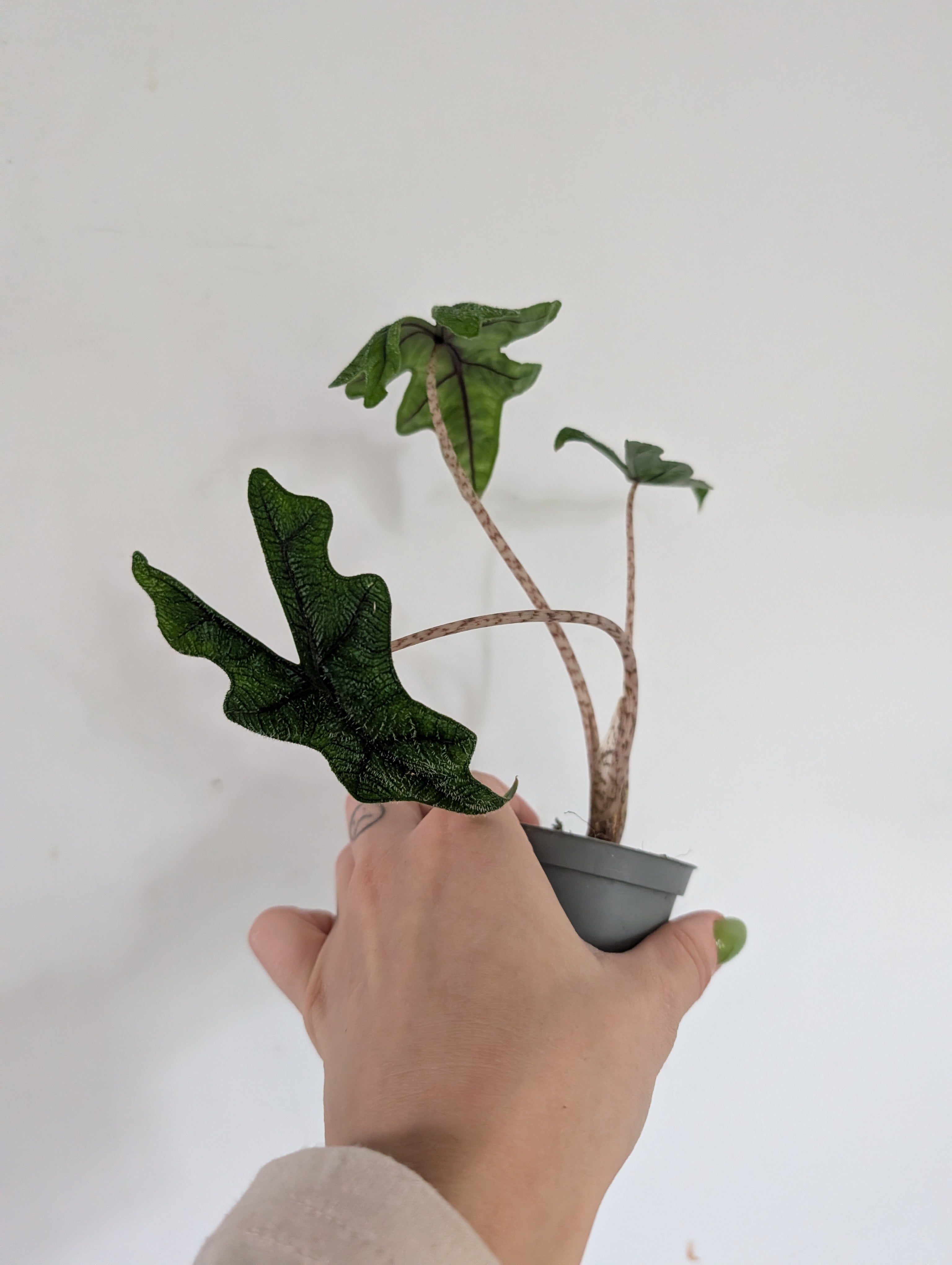 Damaged alocasia jacklyn