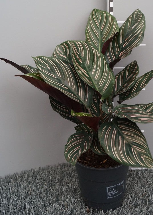 Pre-order calathea ornata 12cm
