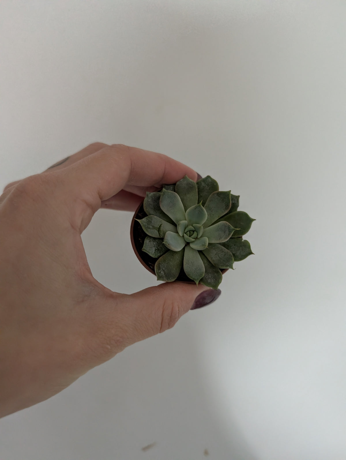 Echeveria