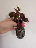 Coleus stained glassworks unrooted clipping in propagation pot