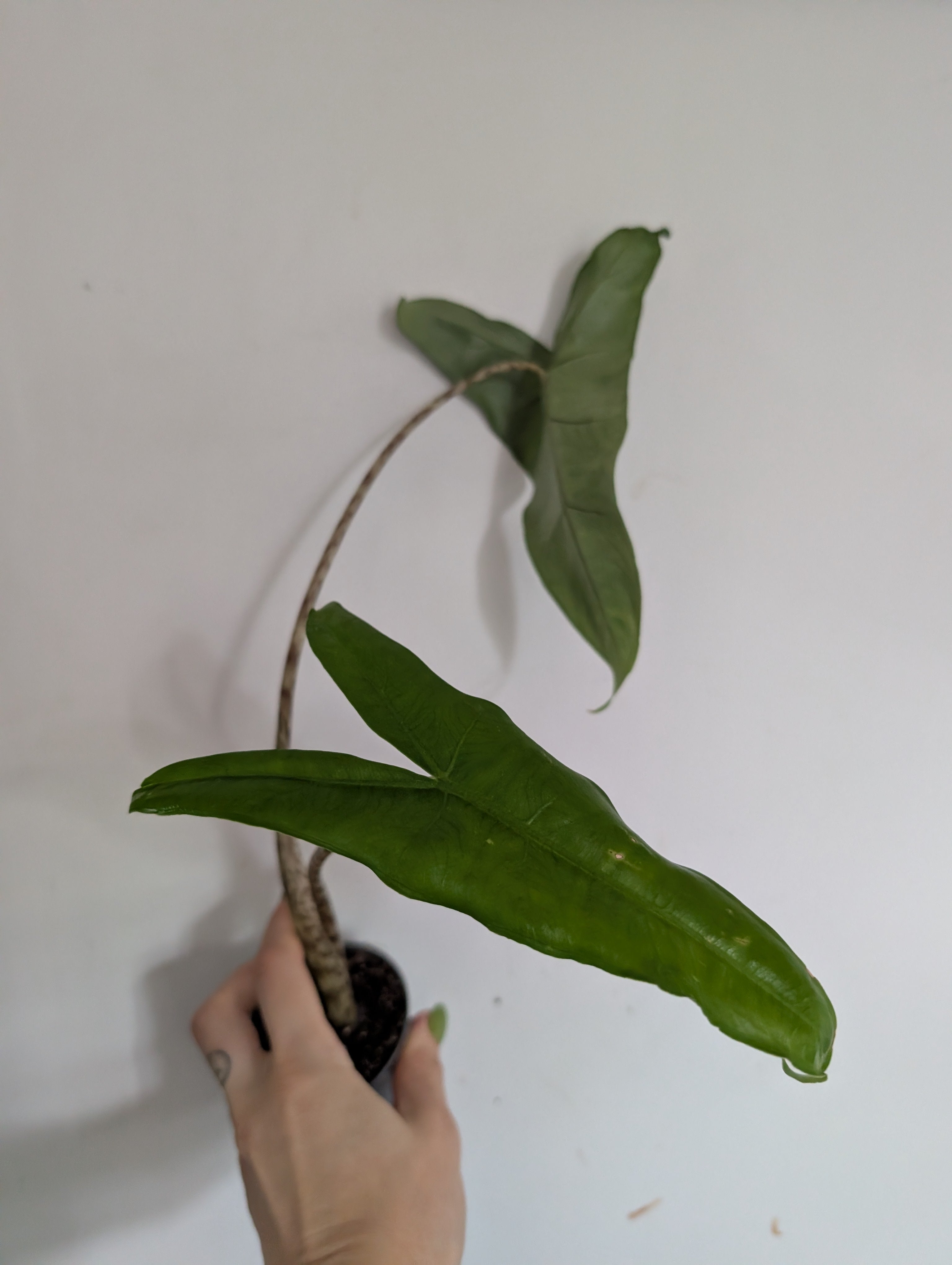 Damaged Alocasia Zebrina 7cm