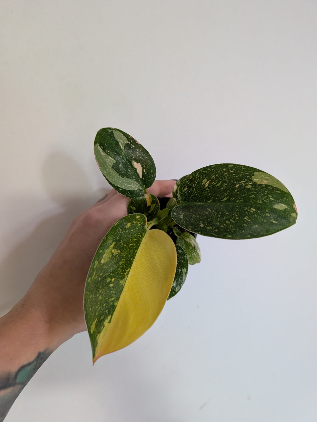 Philodendron Green Congo Nuclear 6cm