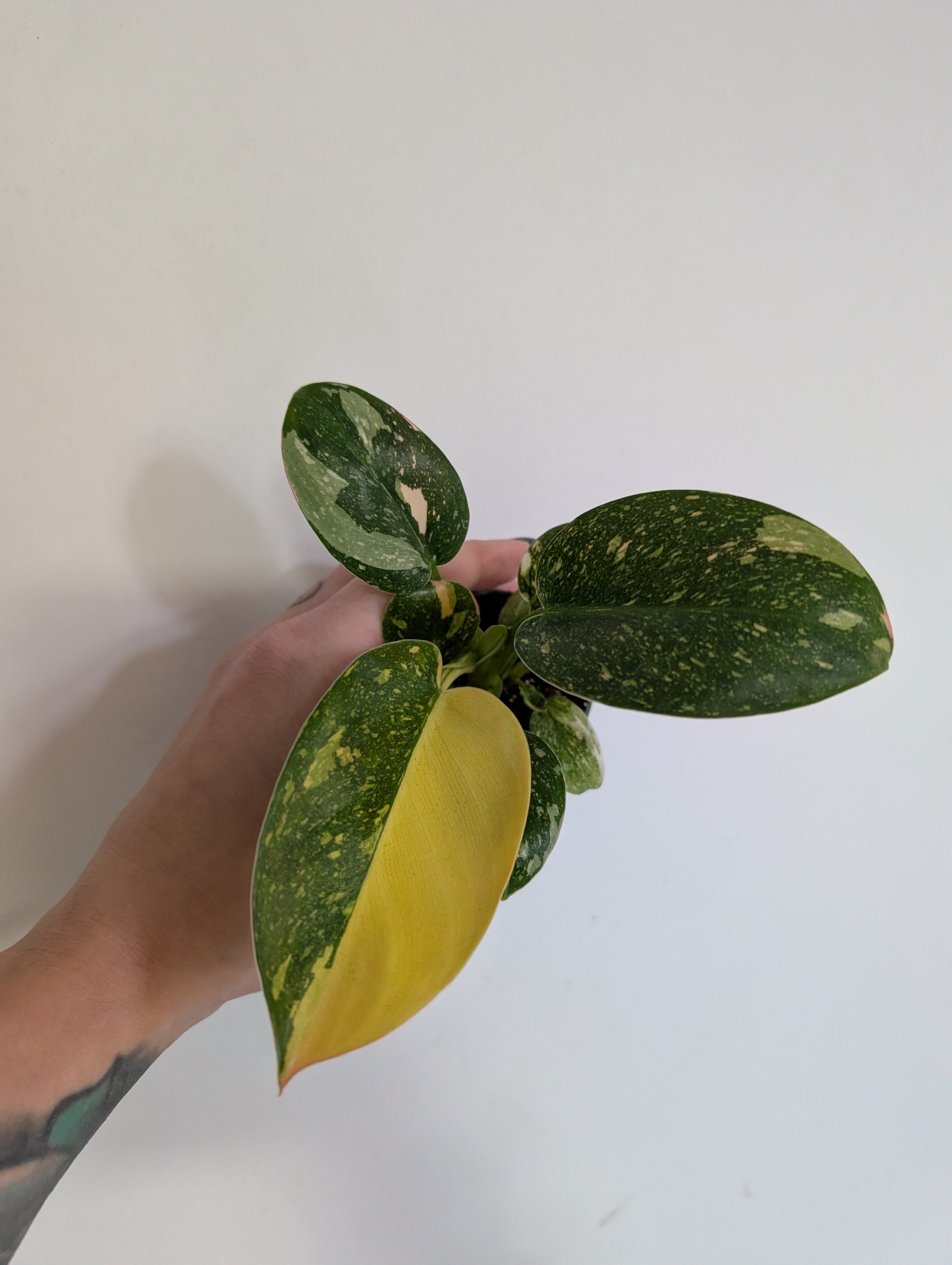 Philodendron Green Congo Nuclear 6cm
