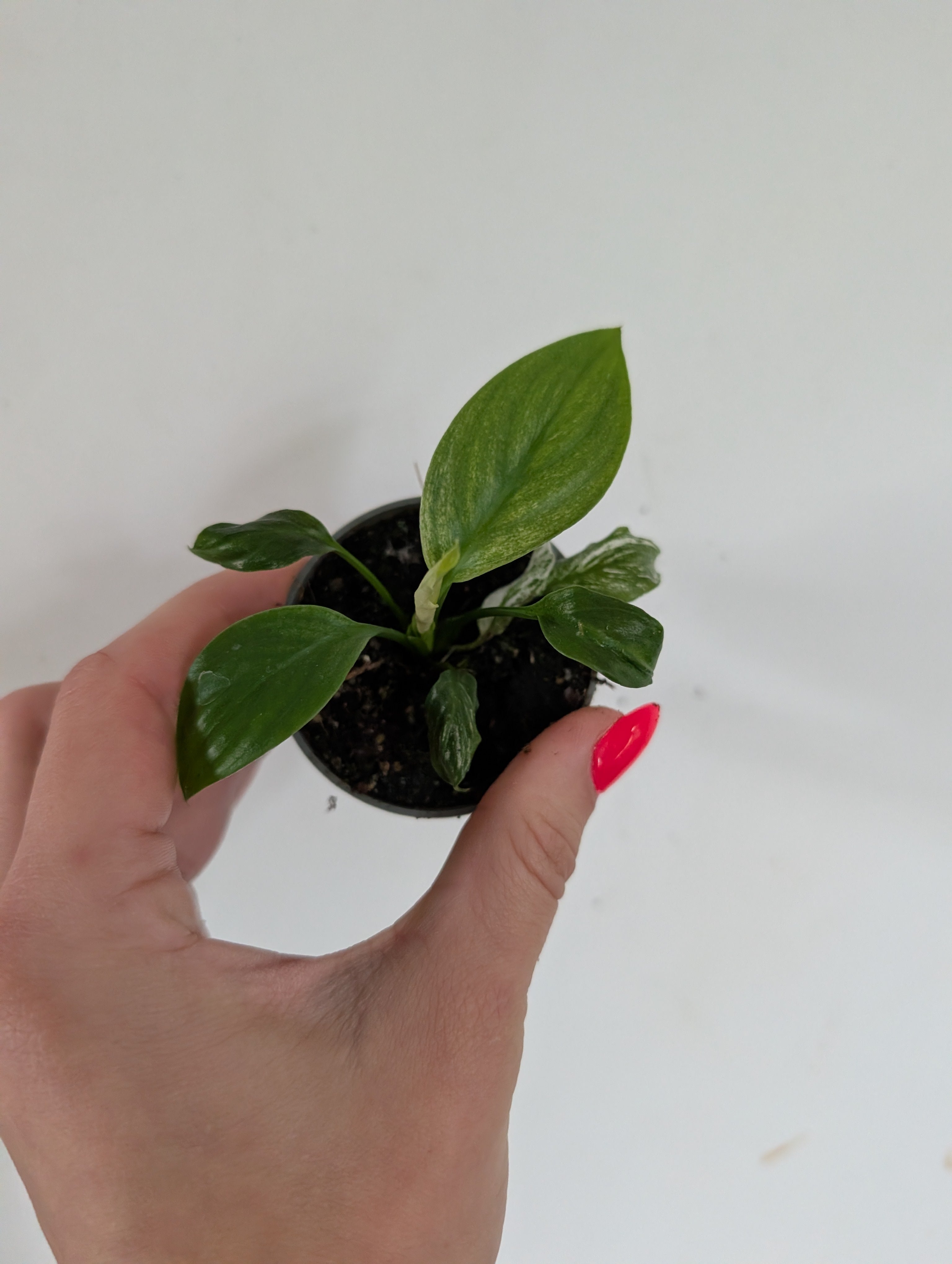 Spathiphyllum Sensation Variegated 6cm