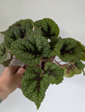 Begonia Iron Cross 12cm