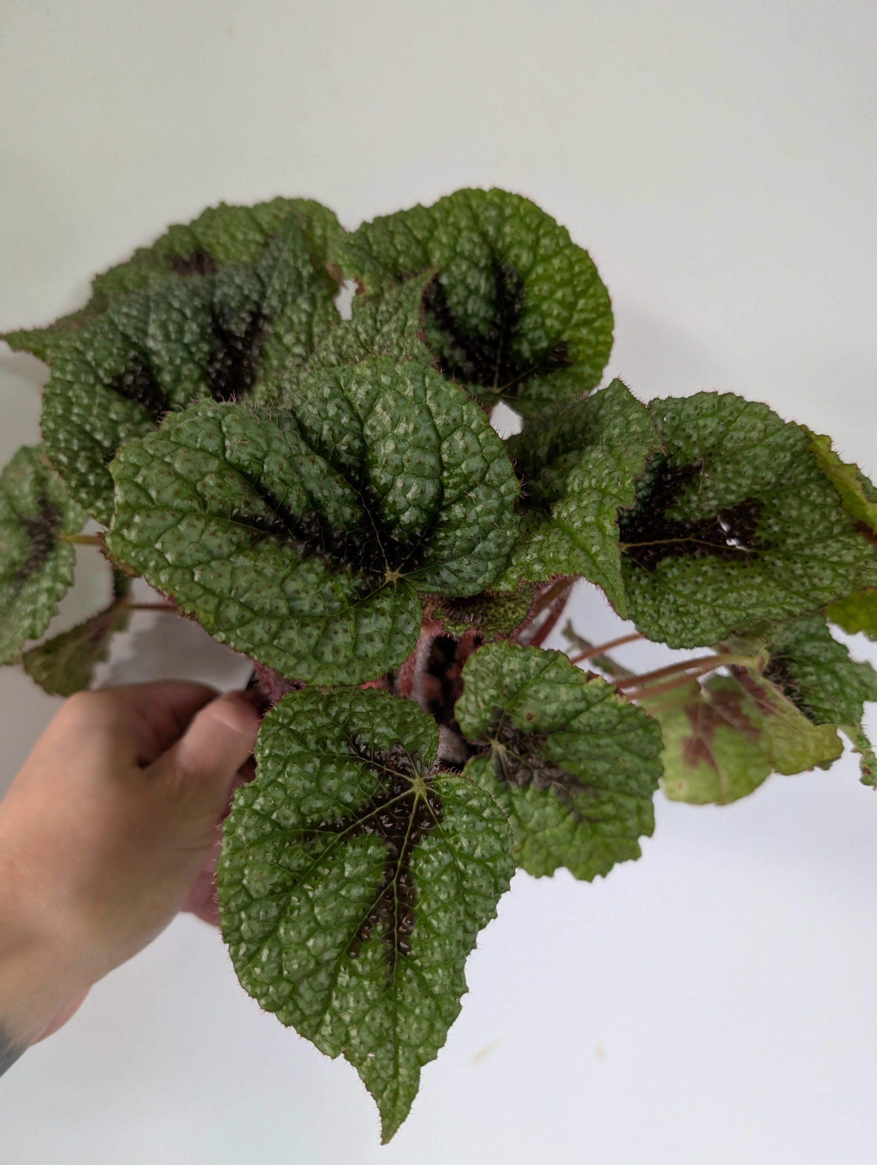 Begonia Iron Cross 12cm