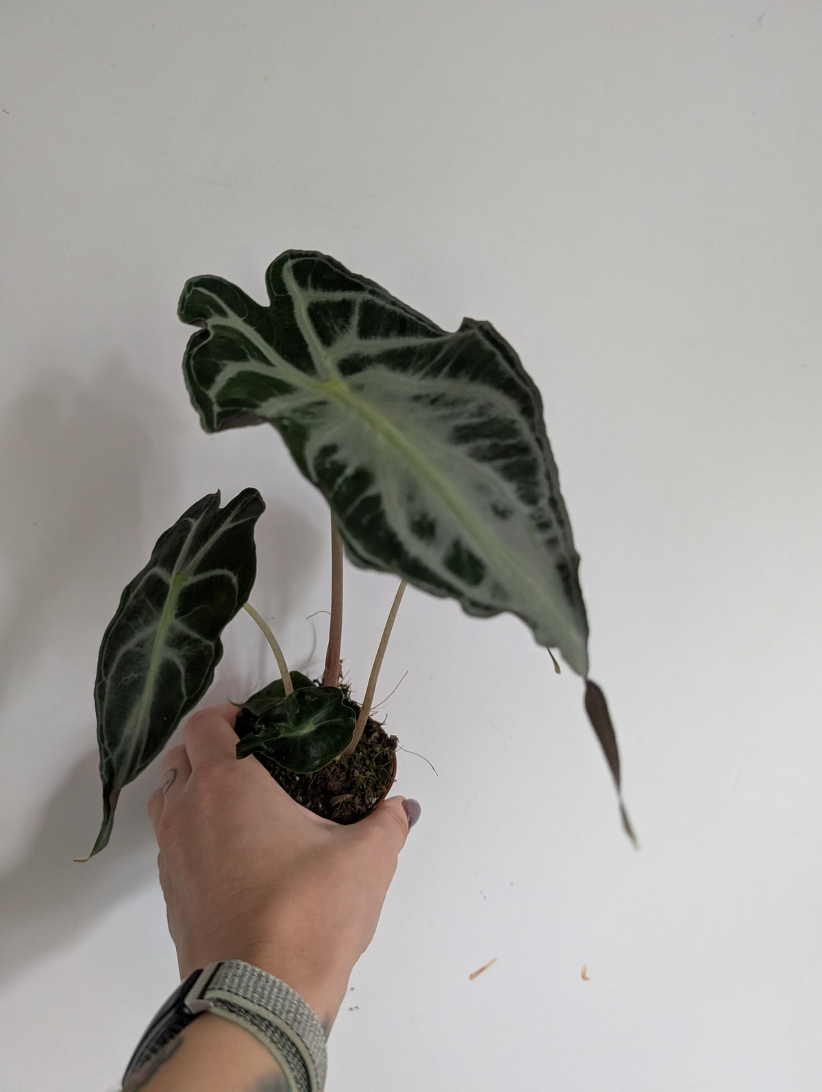 Alocasia Venom
