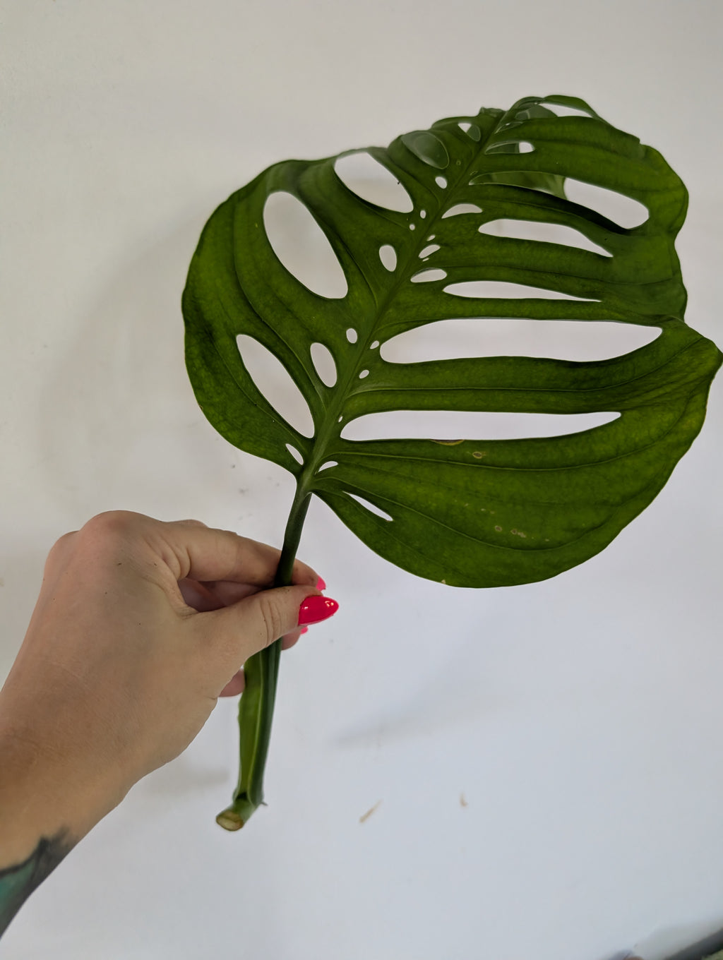 Monstera Esquelato Large Unrooted Clipping
