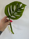 Monstera Esquelato Large Unrooted Clipping
