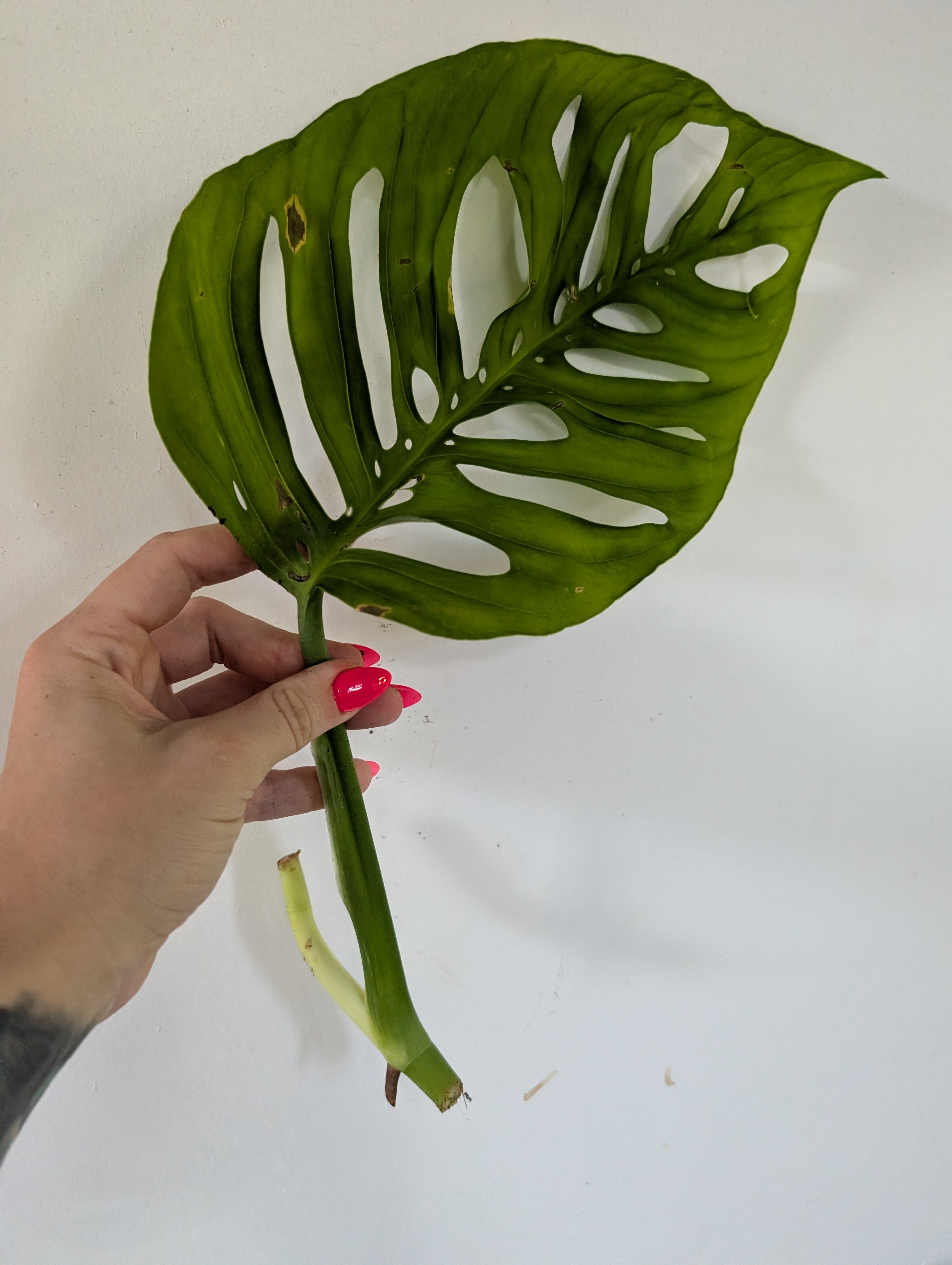 Monstera Esquelato Large Unrooted Clipping