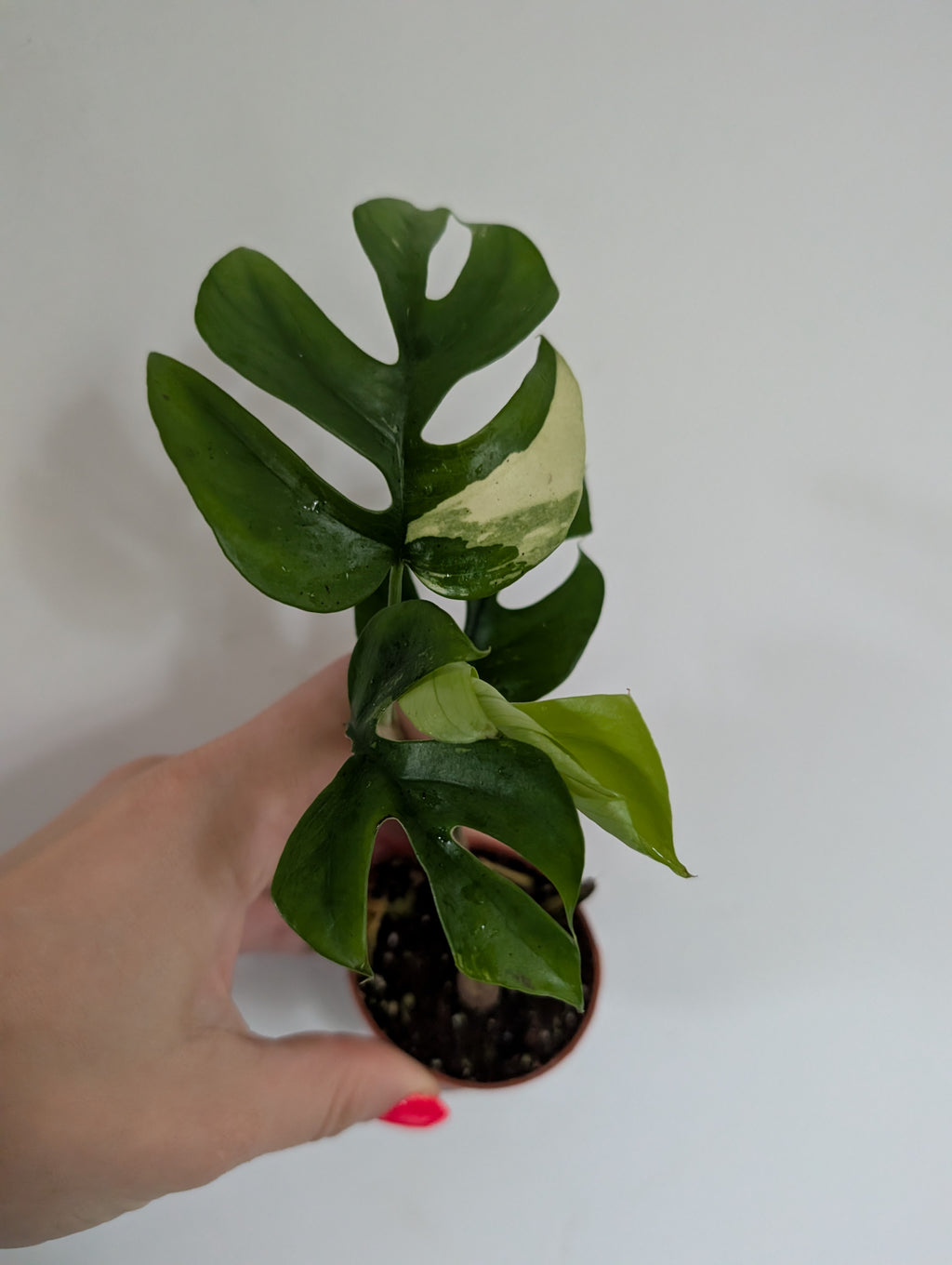 Rhaphidophora Tetrasperma Variegated 6cm