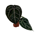 Pre-order anthurium red crystallinum 12cm