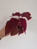 Coleus Red Velvet
