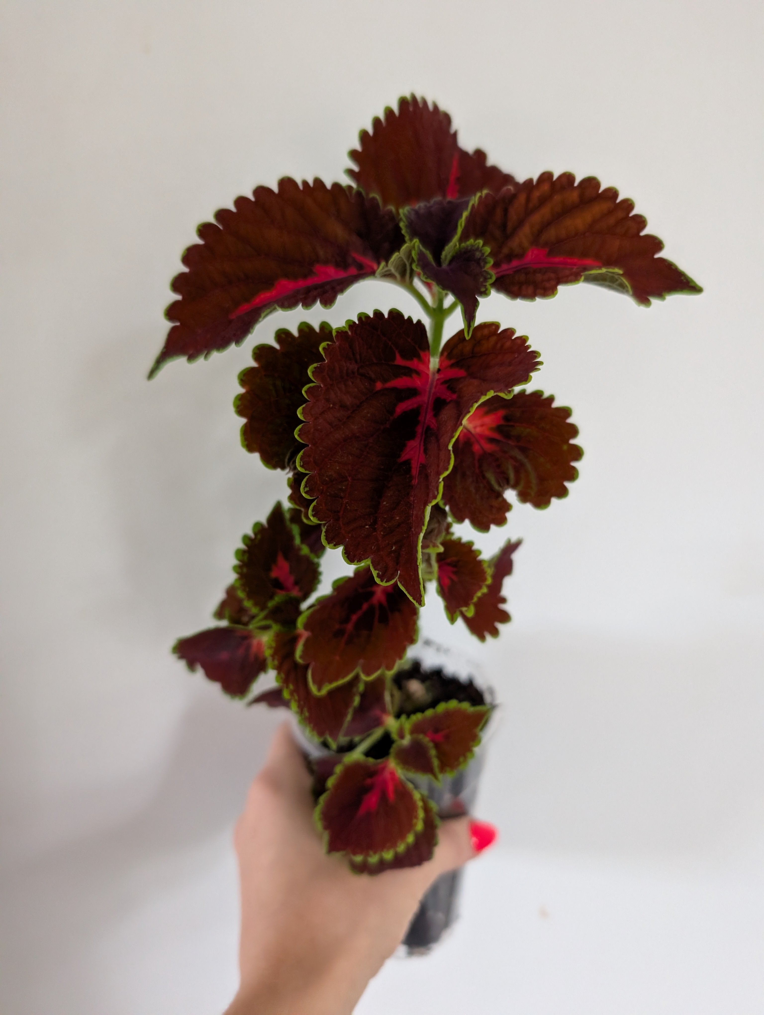 Coleus