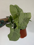 Syngonium Milk Confetti 12cm