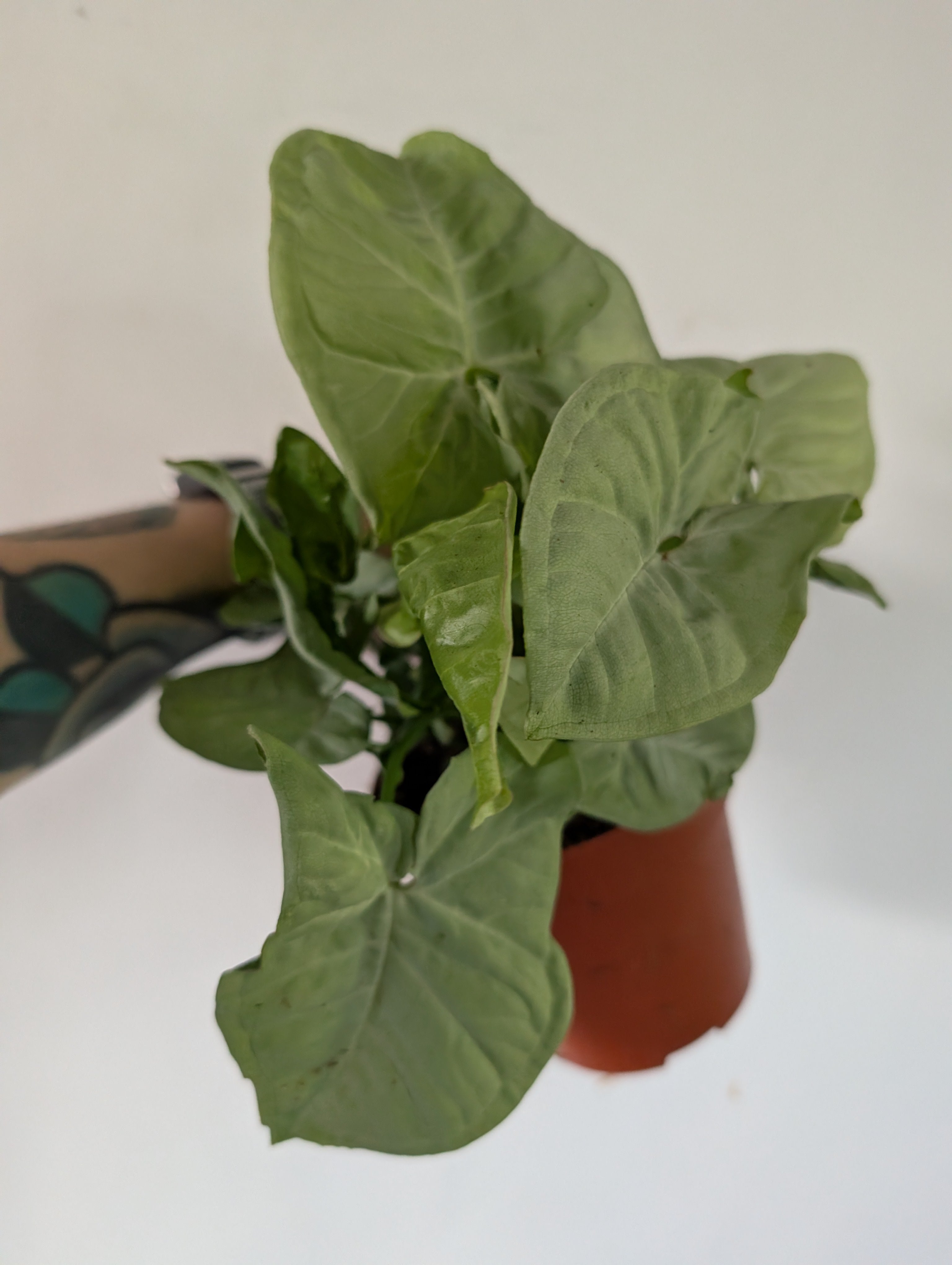 Syngonium Milk Confetti 12cm