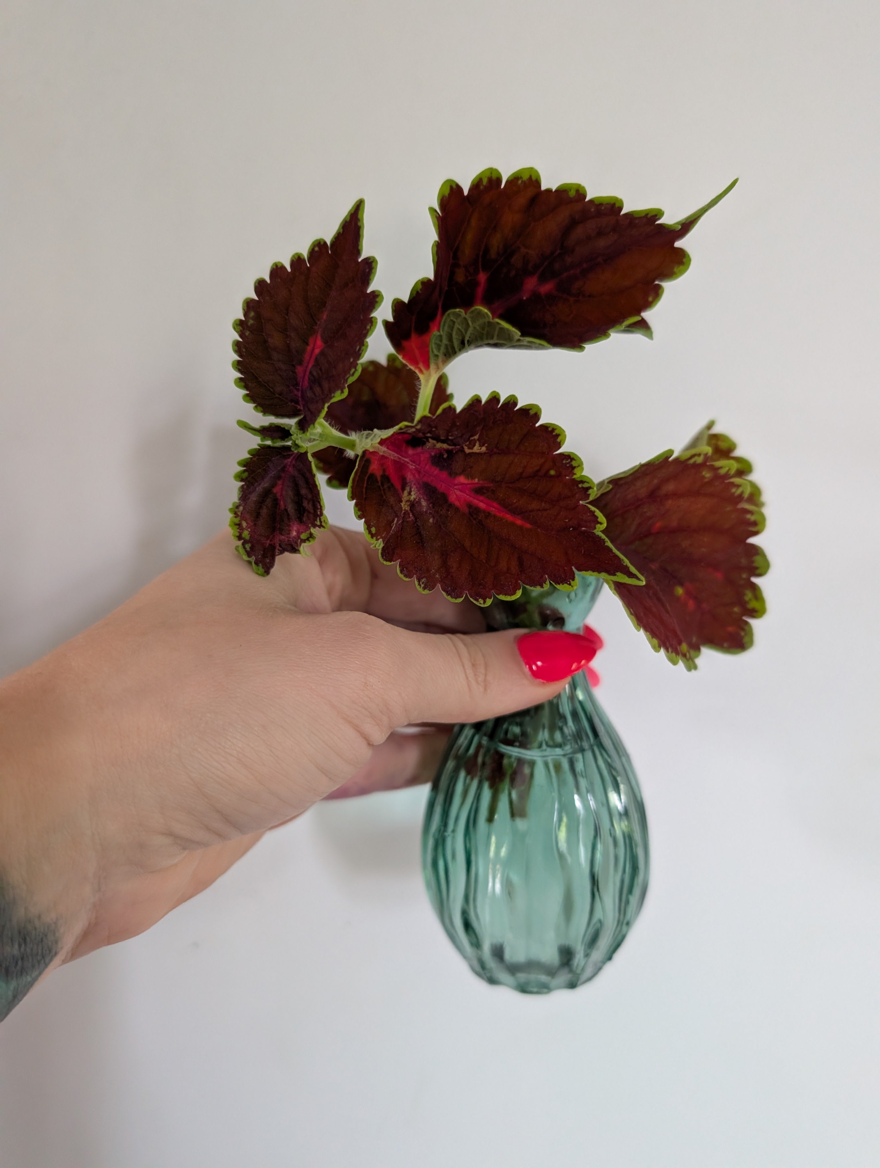 Coleus unrooted clipping in propagation pot