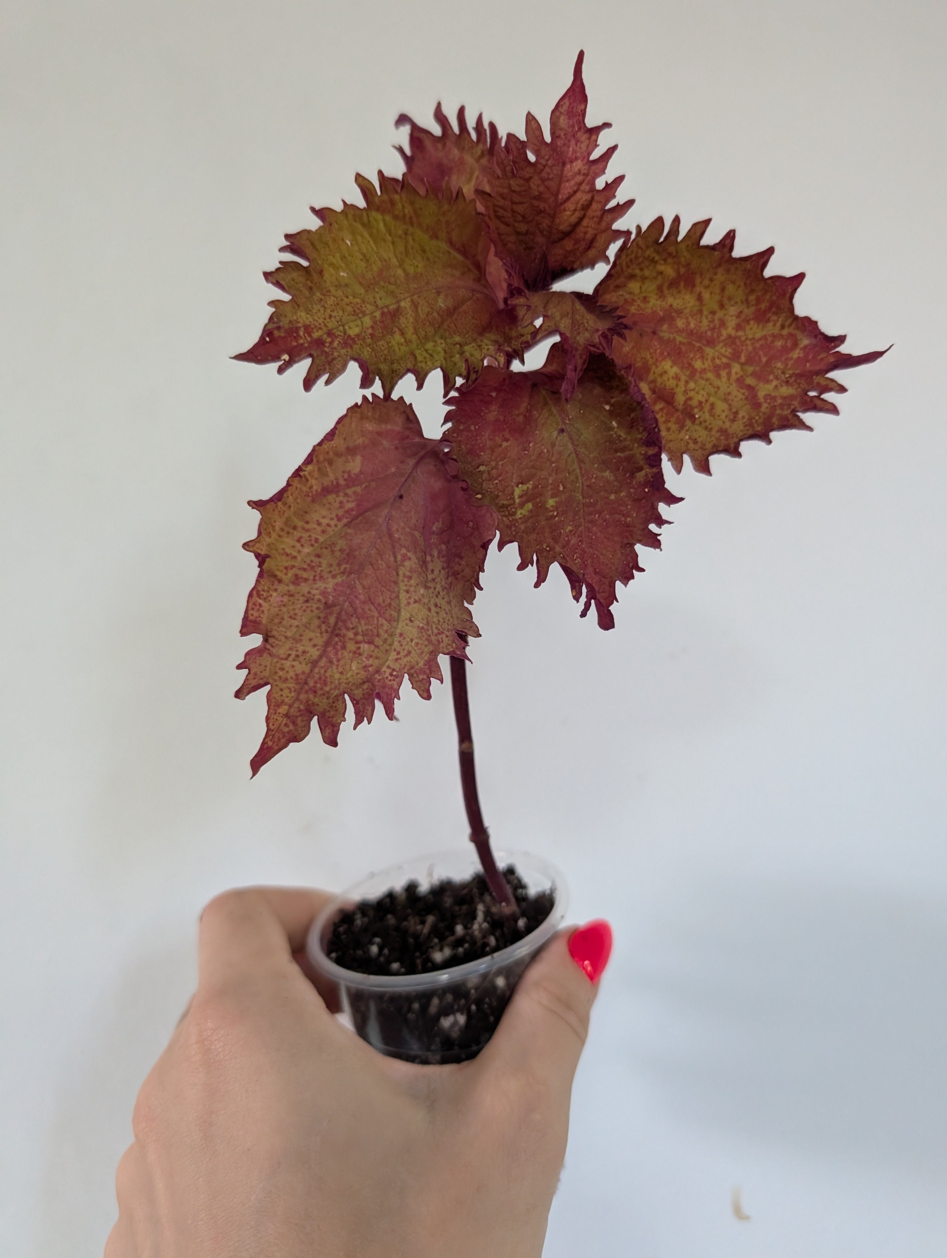 Coleus Henna