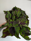 Coleus Tiger 13cm