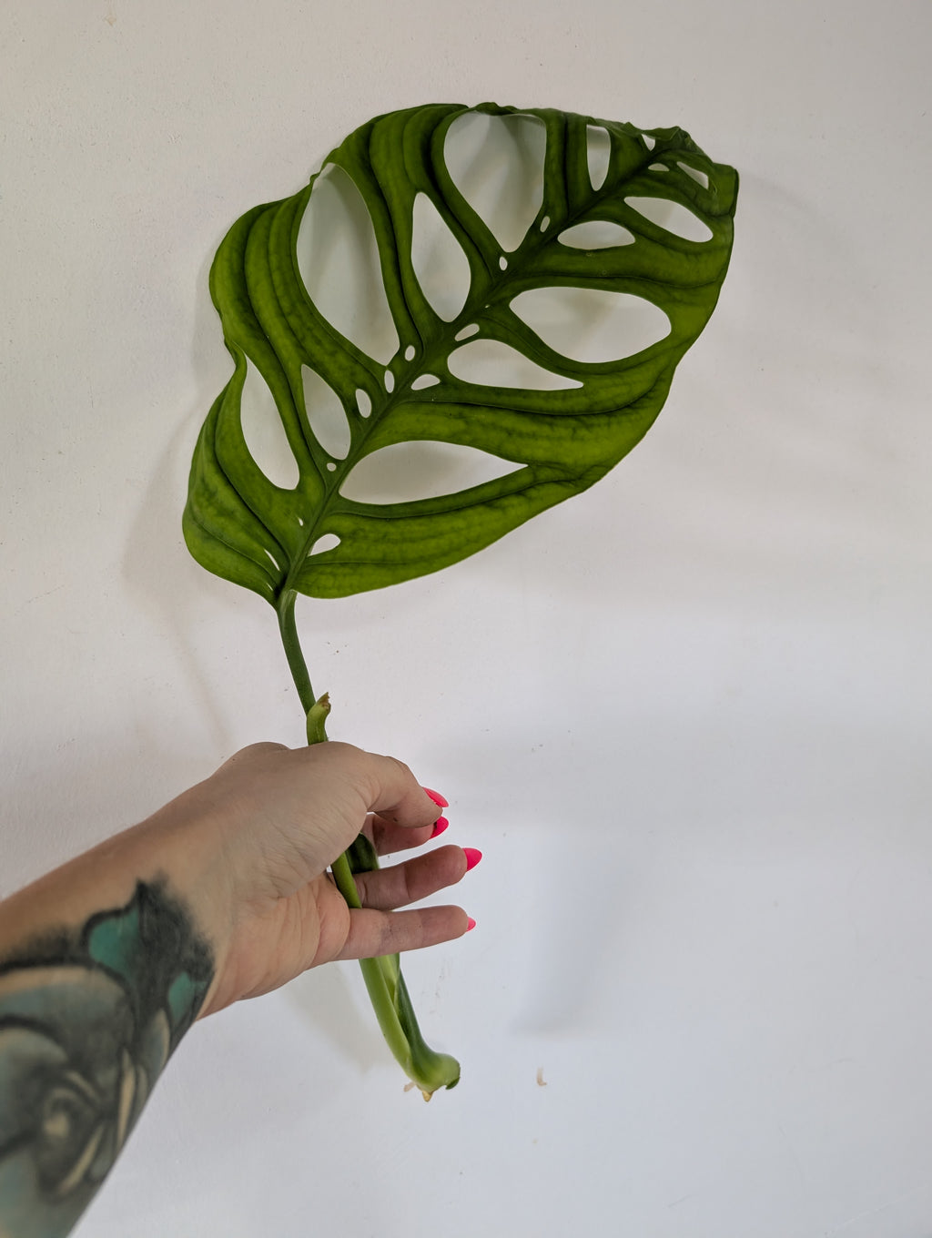 Monstera Esquelato Large Unrooted Clipping