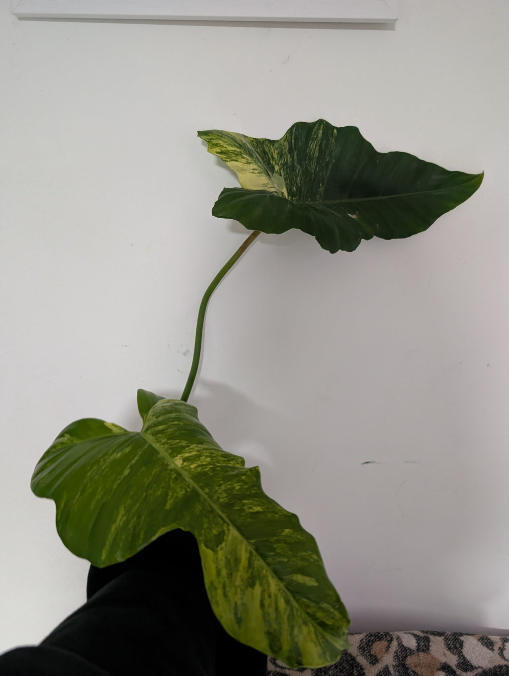 Philodendron Florida beauty X mayoi