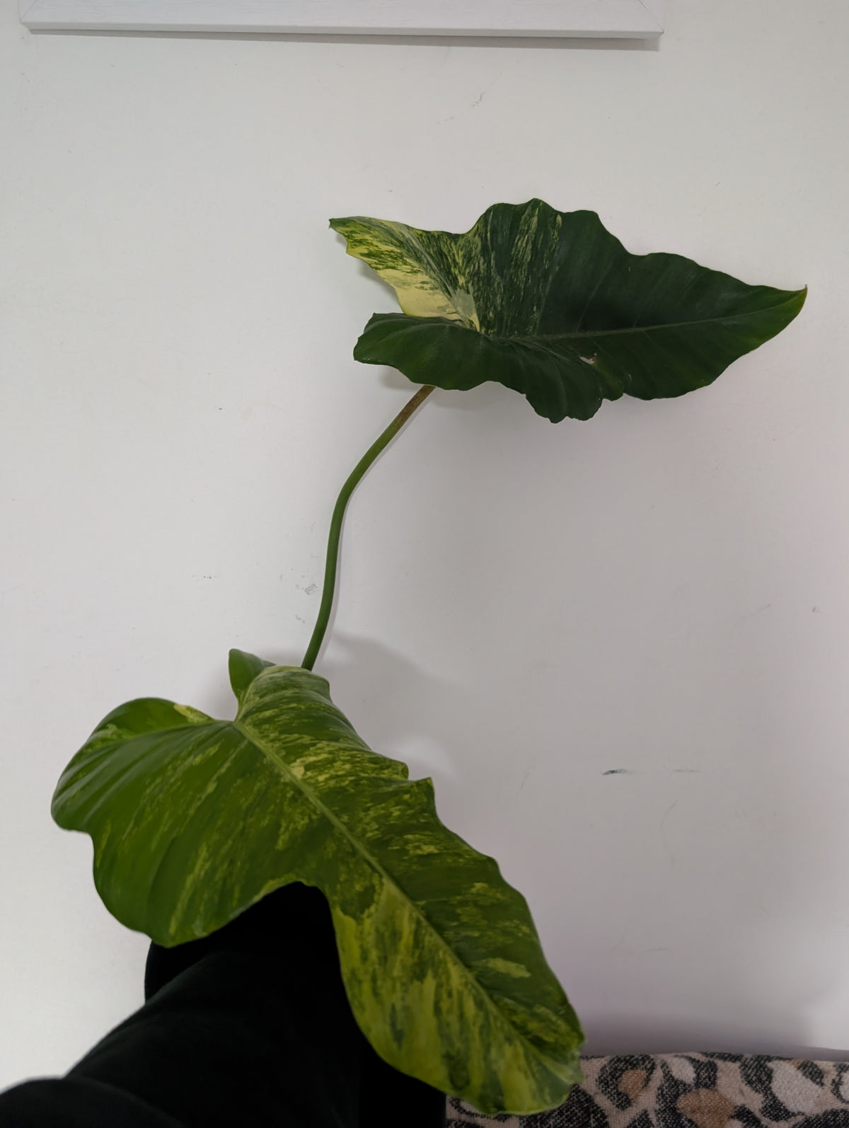 Philodendron Florida beauty X mayoi