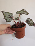 Damaged begonia bewitched wintergreen