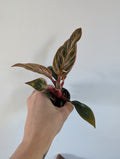 Philodendron Birkin Pink 6cm