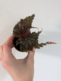 Begonia Serratipetala 6cm