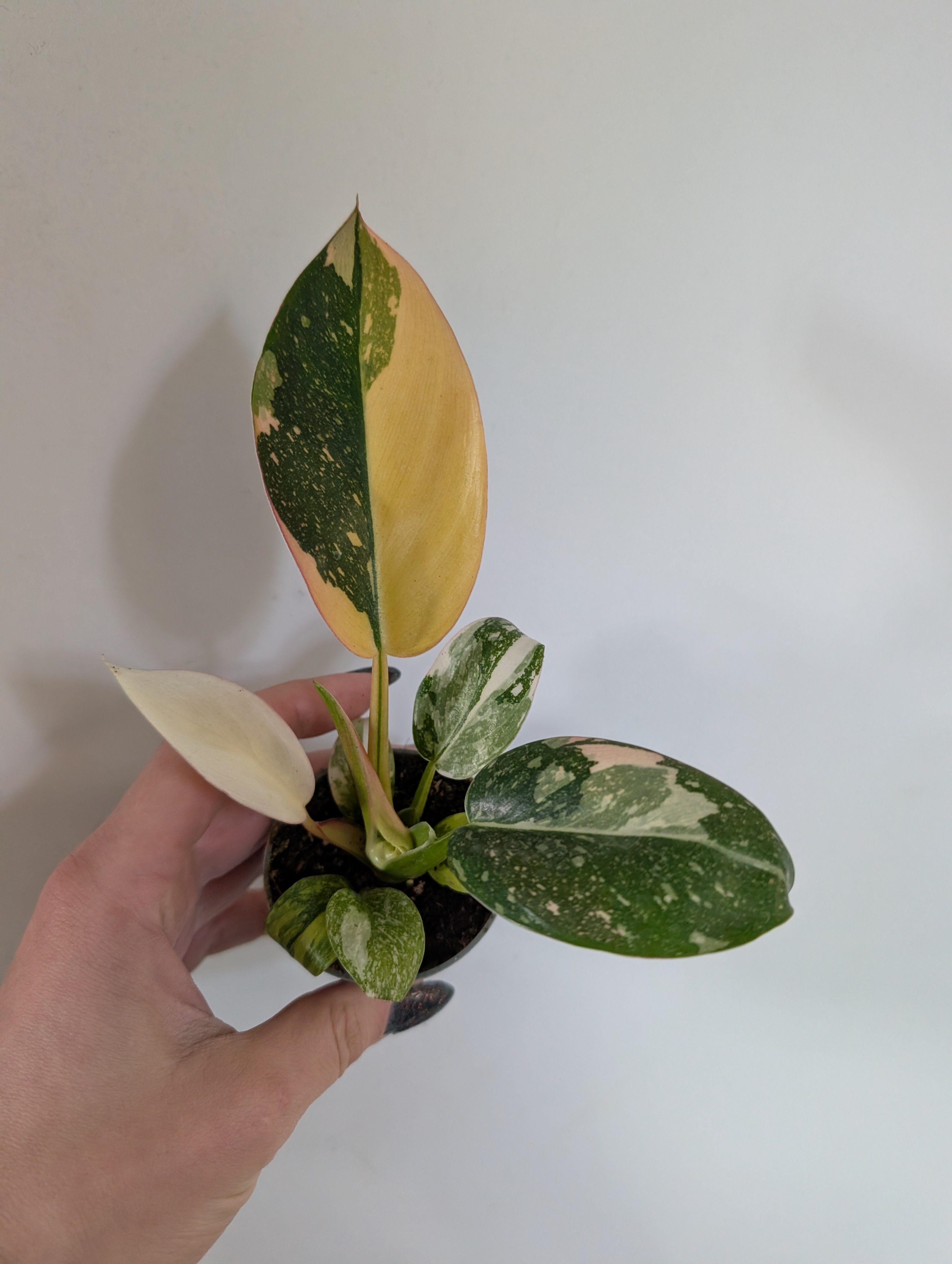 Philodendron Green Congo Nuclear 6cm