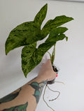 Syngonium Mottled