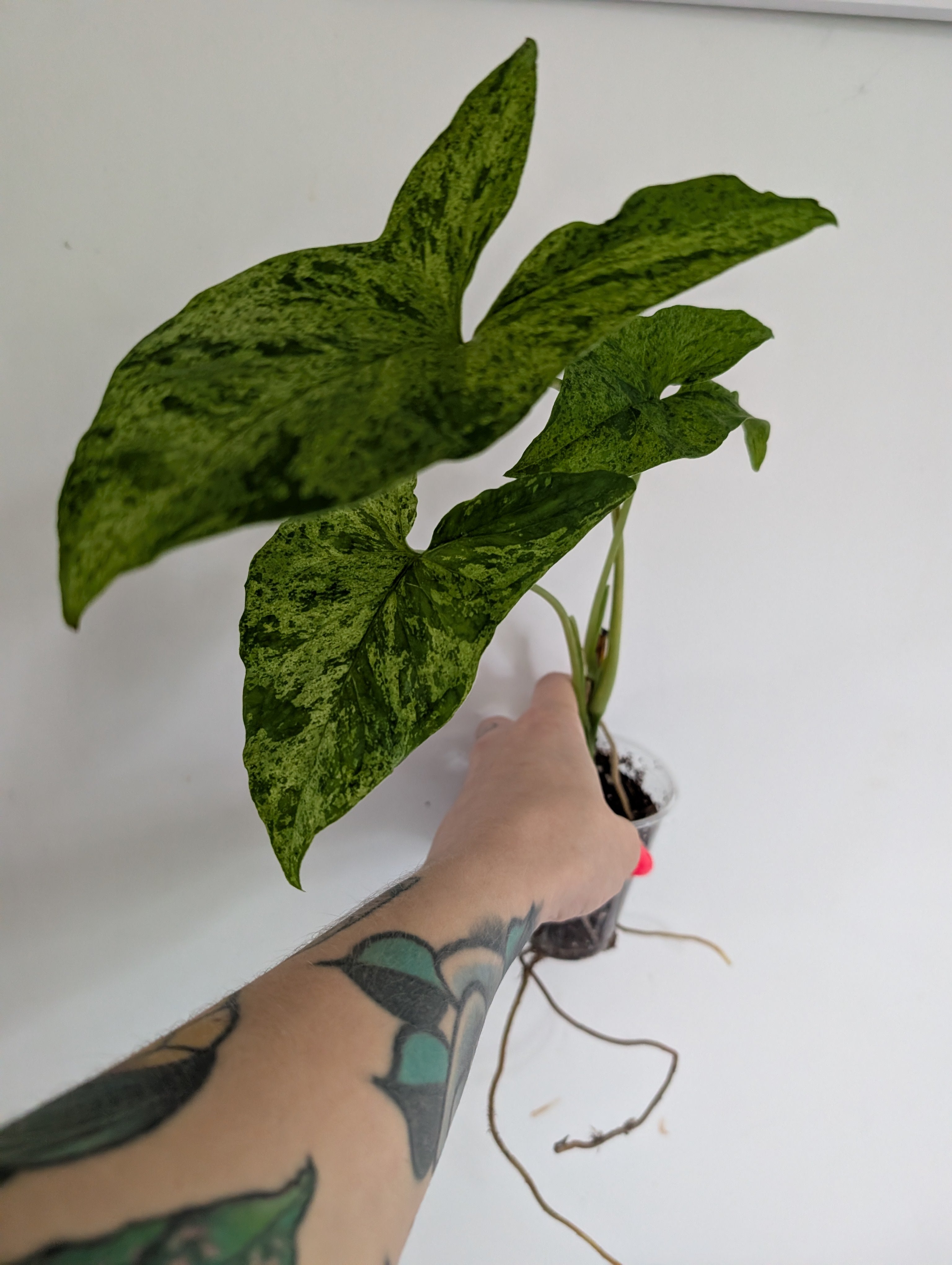 Syngonium Mottled