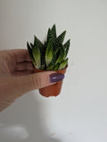 Gasterhaworthia Royal Highness