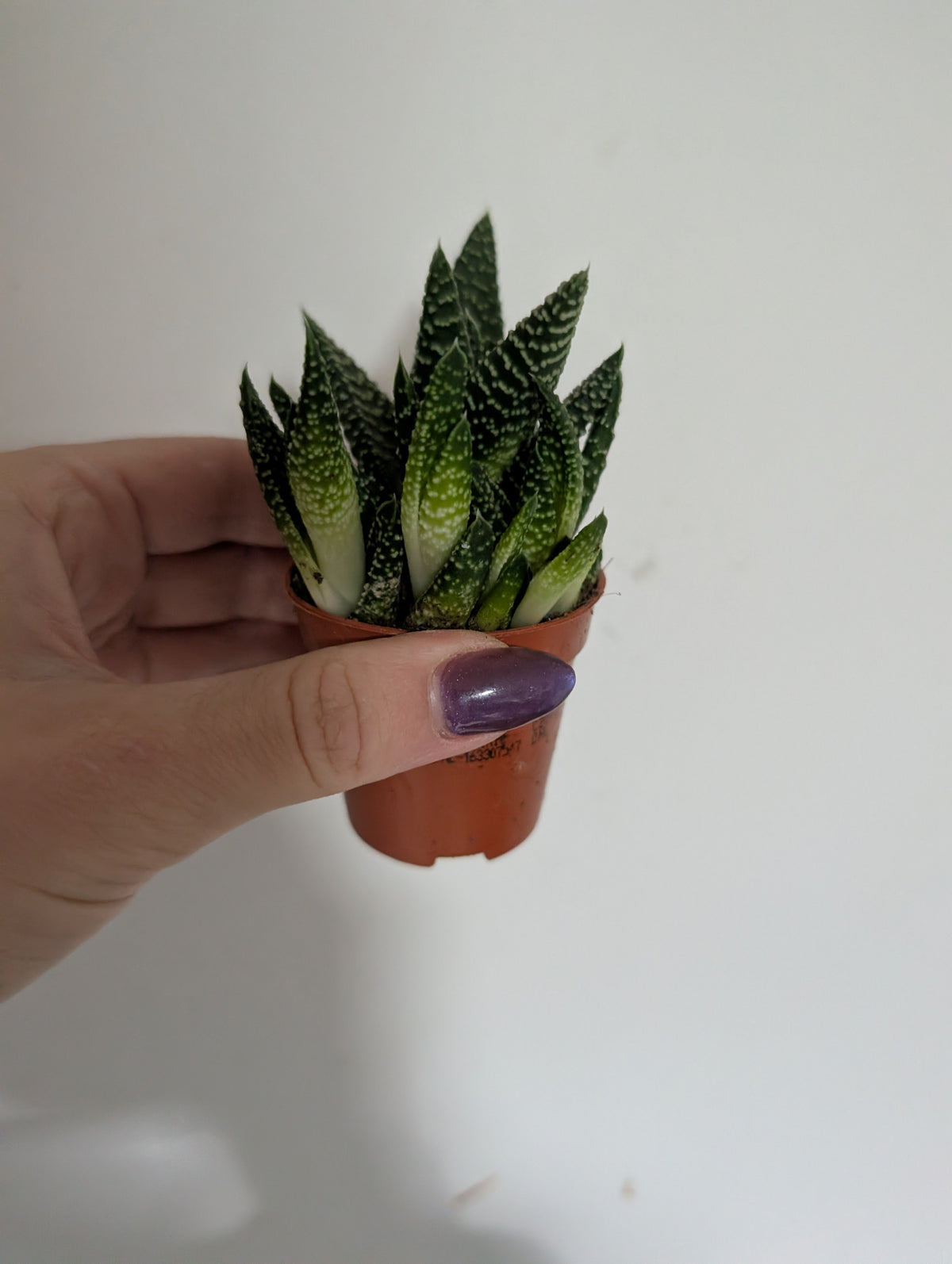 Gasterhaworthia Royal Highness