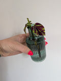Coleus Marble unrooted clipping in propagation pot