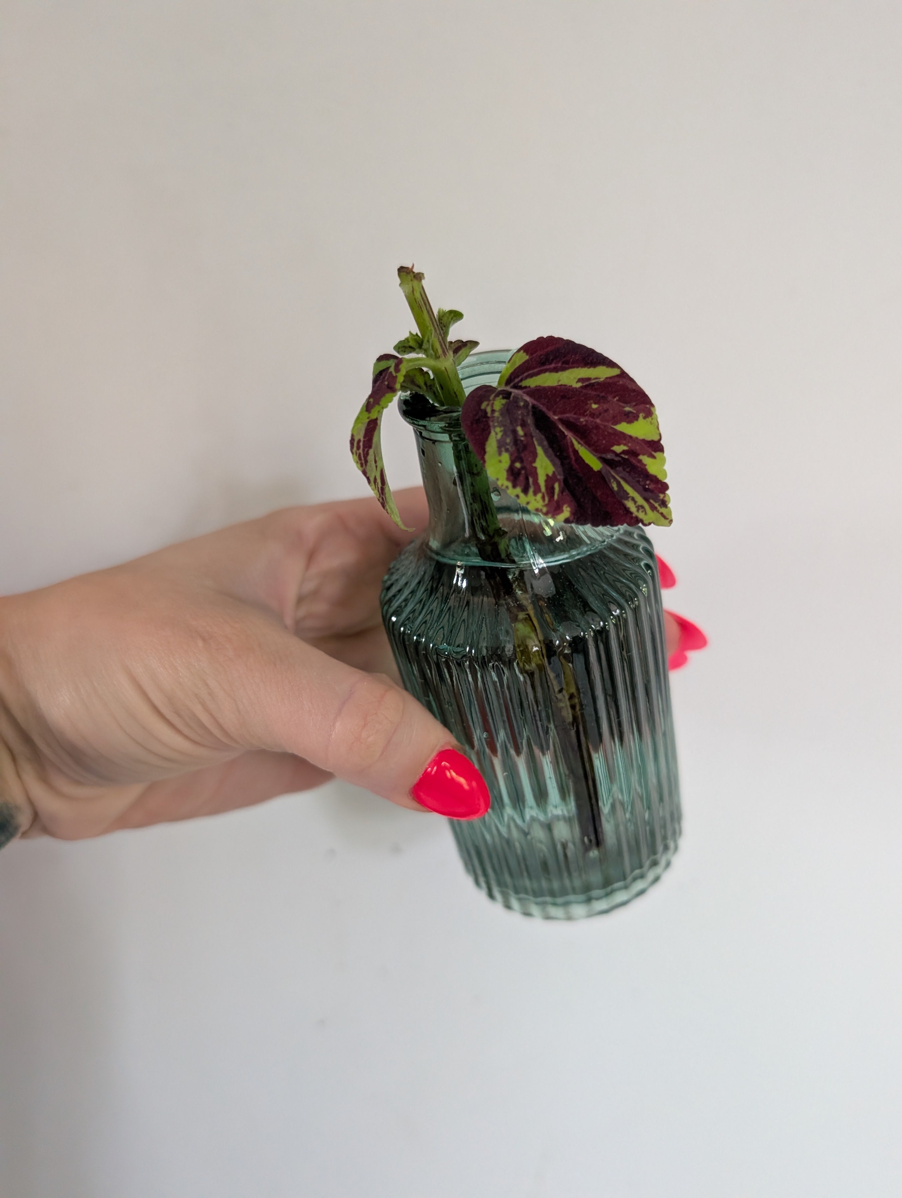 Coleus Marble unrooted clipping in propagation pot