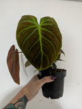 Philodendron El choco red
