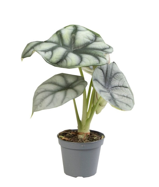 Pre-order Alocasia Silver Dragon 6cm