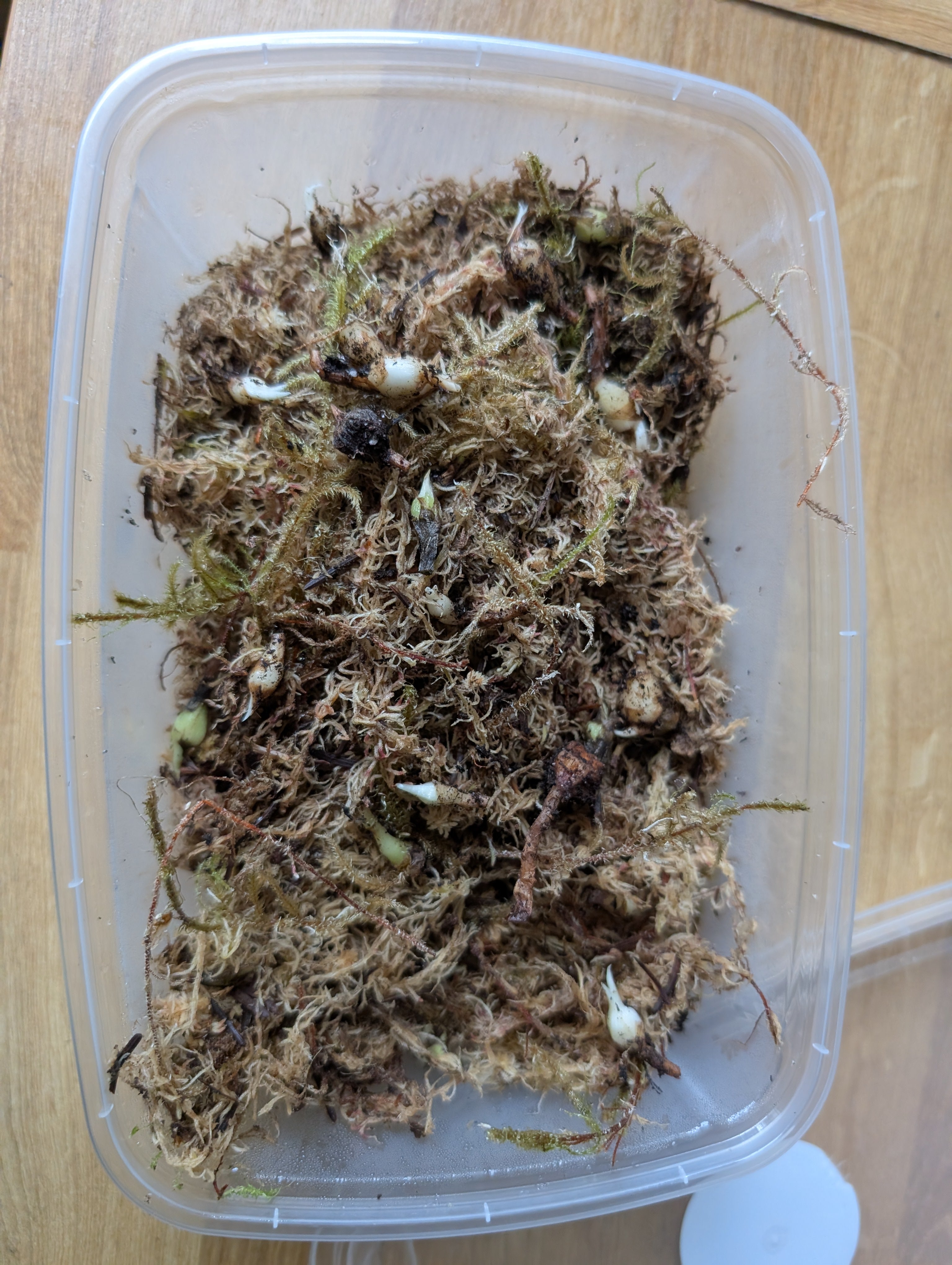 Alocasia mystery corms