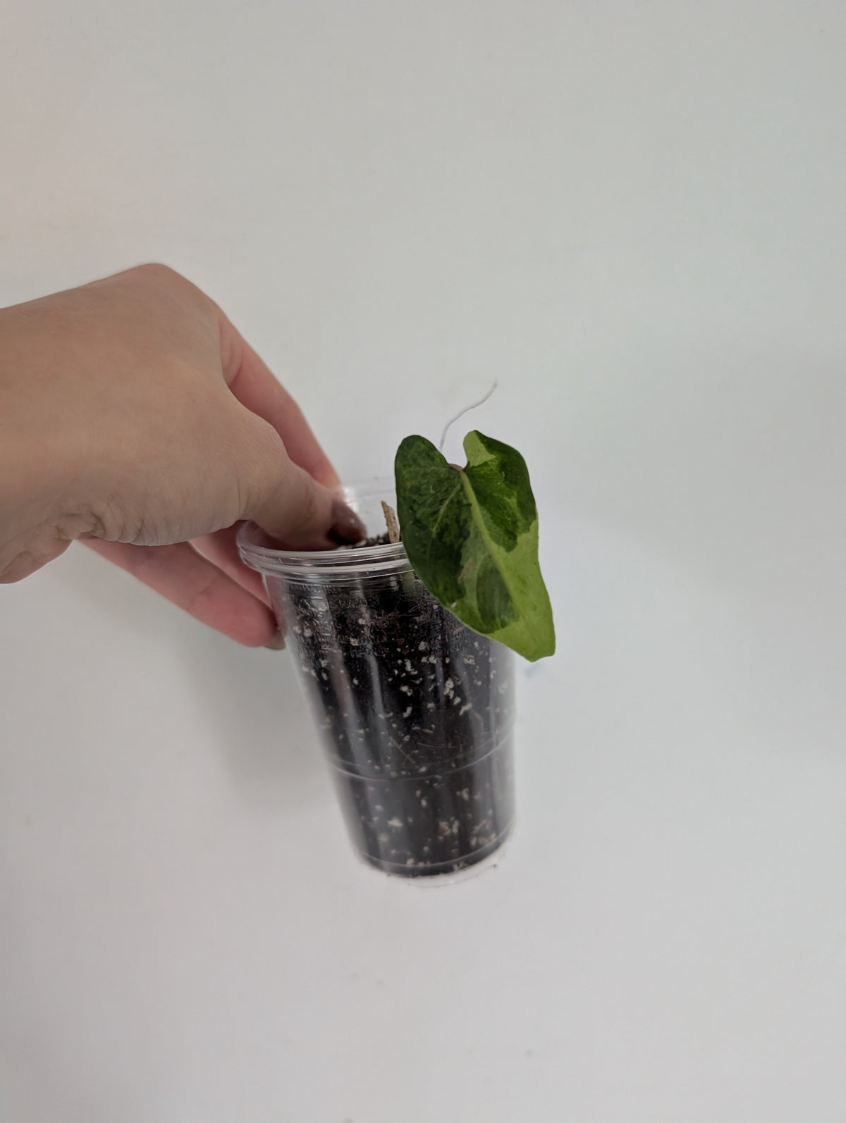 Alocasia Gageana aurea