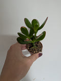 Crassula ovata