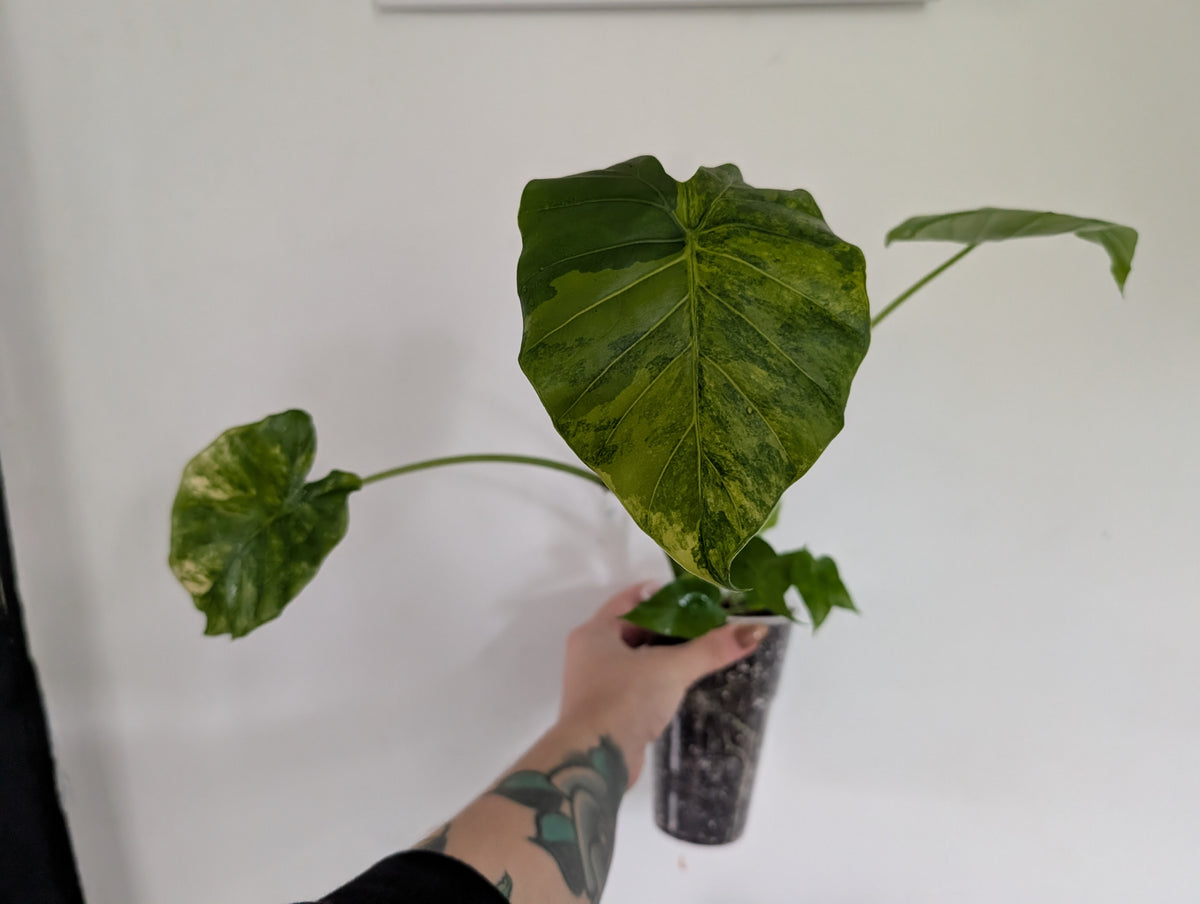 Alocasia Gageana aurea
