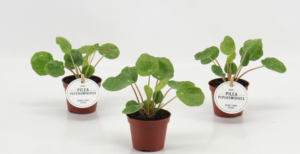 Pre-order pilea sugar 6cm