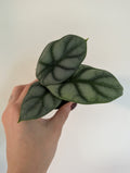 Alocasia silver dragon 6cm