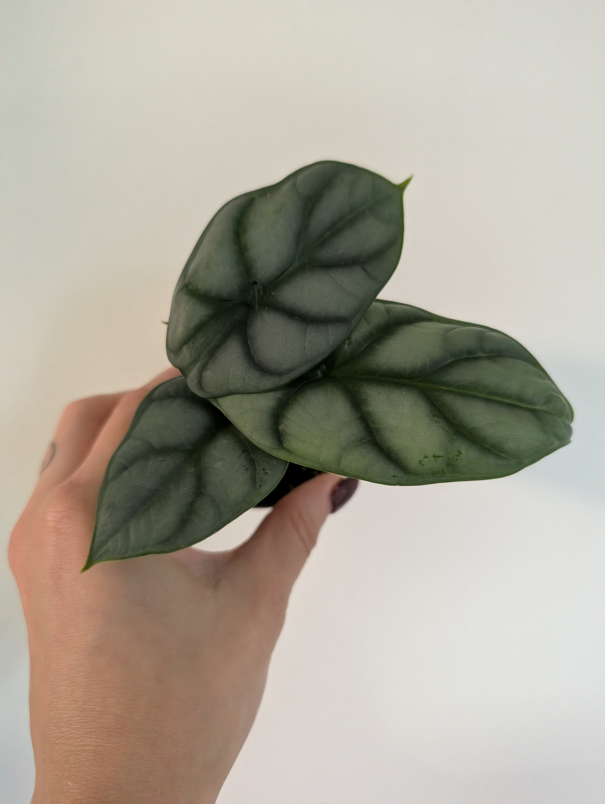 Alocasia silver dragon 6cm