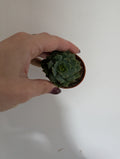 Echeveria